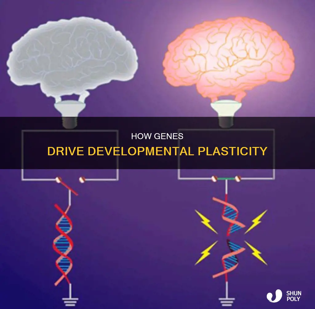 do all genes participate in developmental plasticity