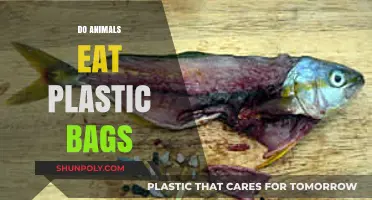 Animals and Plastic Bags: A Deadly Mix