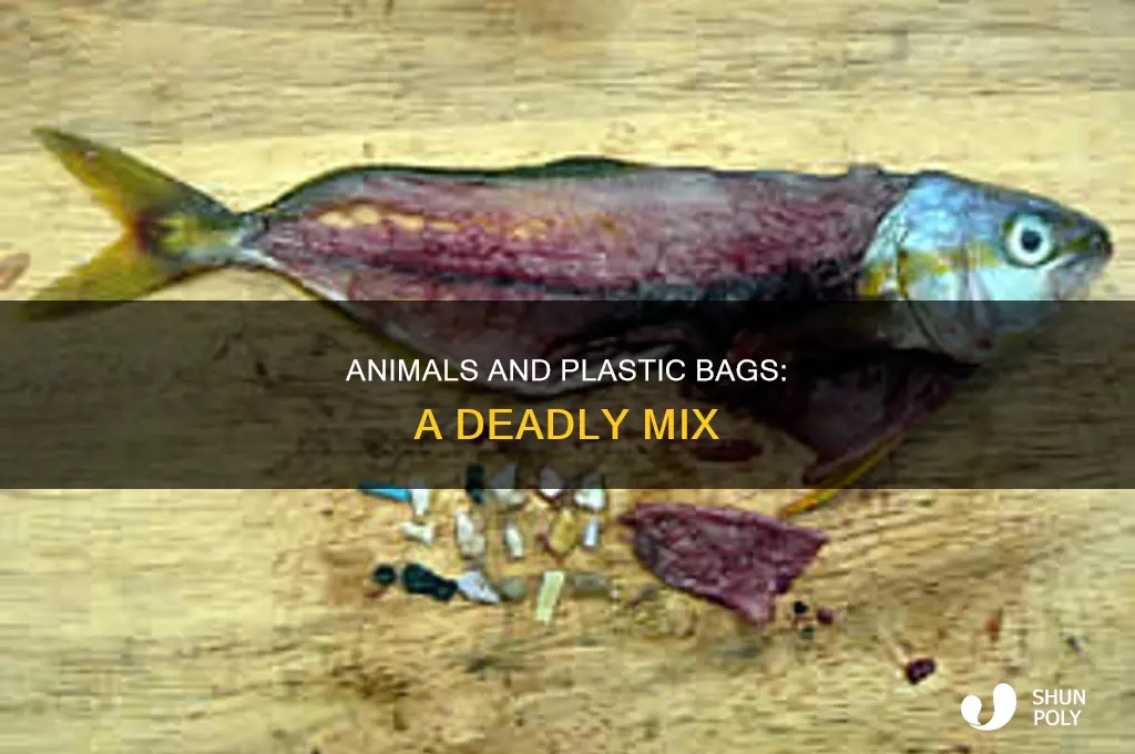 do animals eat plastic bags
