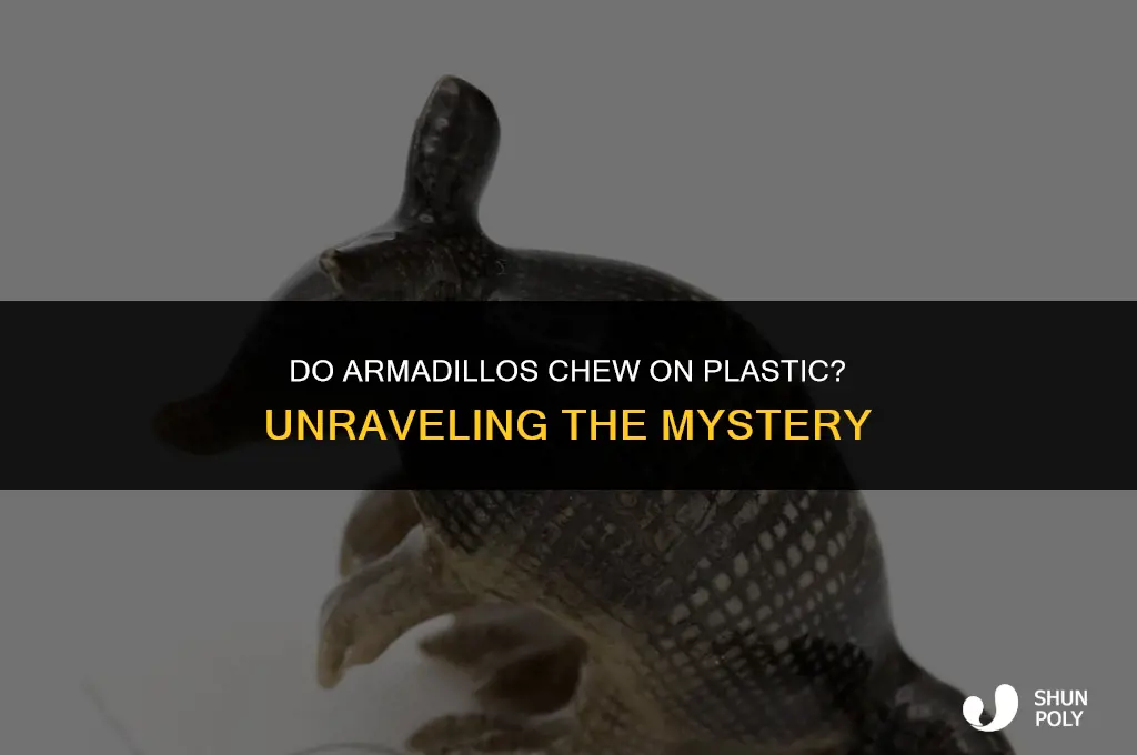 do armadillos chew on plastic
