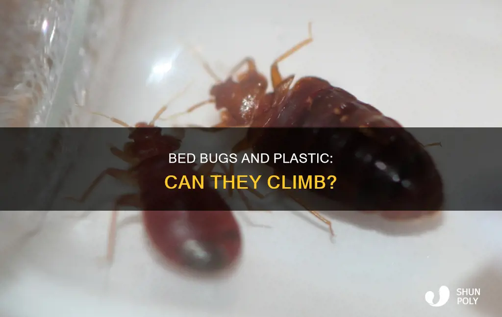 do bed bugs climb on plastic