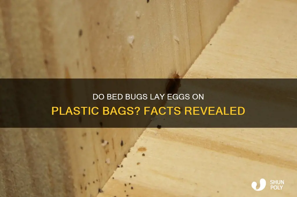 do bed bugs lay eggs on plastic bags
