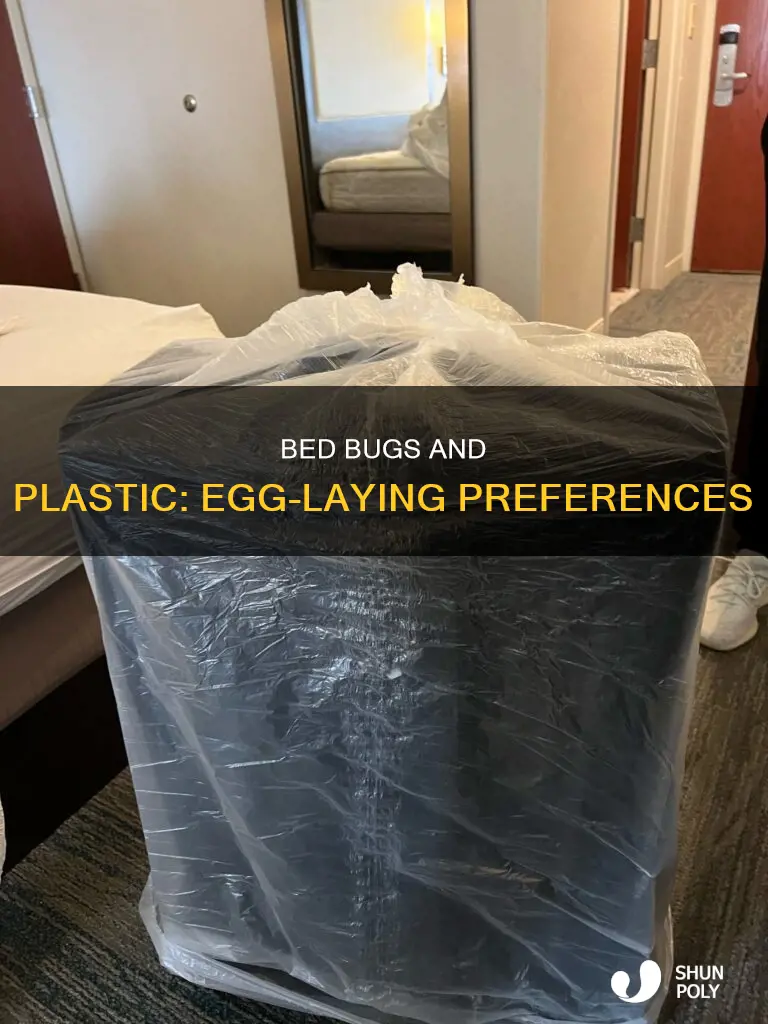 do bed bugs lay eggs on plastic