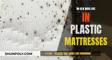 Bed Bugs and Plastic Mattresses: A Safe Sleep Solution?