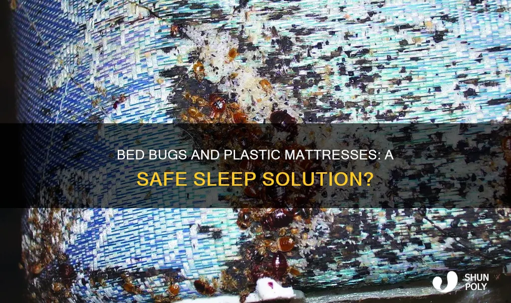 do bed bugs live in plastic mattresses