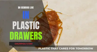 Bedbugs and Plastic Drawers: A Safe Haven?