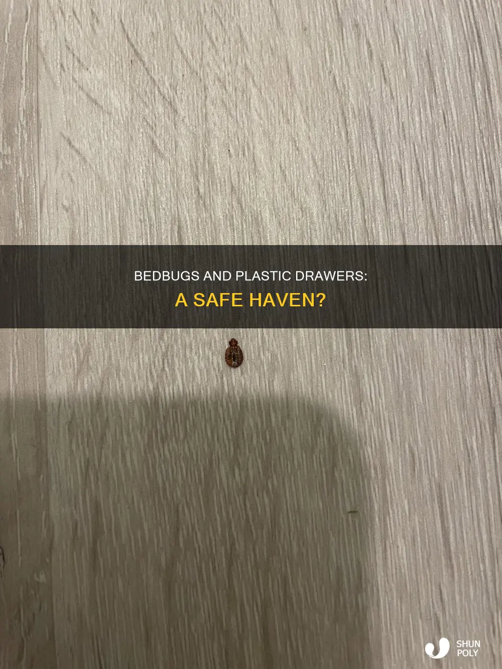 do bedbugs live in plastic drawers