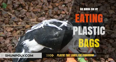 Deadly Mistake: How Plastic Bags Threaten Birds' Survival