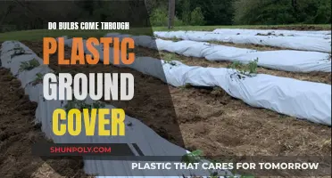 Bulbs and Plastic Ground Cover: What You Need to Know
