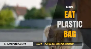 Why Cats Chew Plastic Bags: Risks, Reasons, and Safe Alternatives