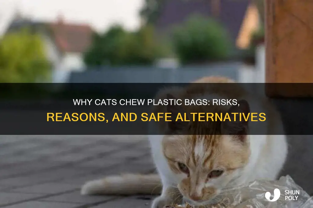 do cats eat plastic bag