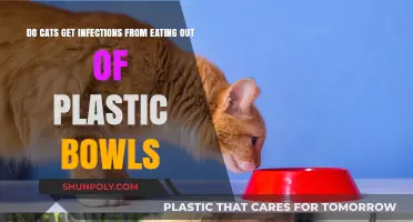 Can Plastic Bowls Cause Infections in Cats? What Owners Should Know