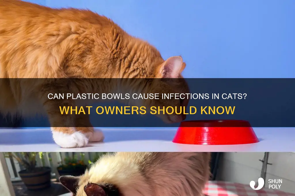 do cats get infections from eating out of plastic bowls