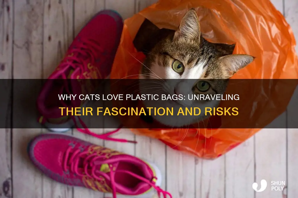 do cats like plastic bags