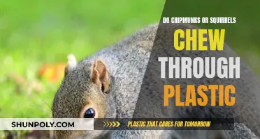Plastic: No Match for Chipmunks and Squirrels