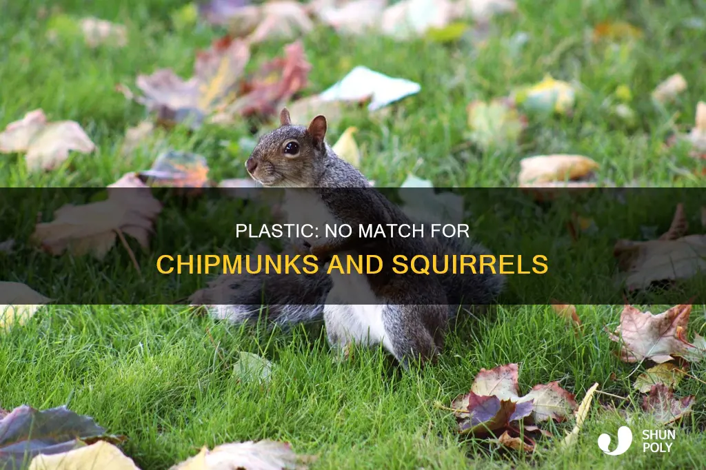 do chipmunks or squirrels chew through plastic
