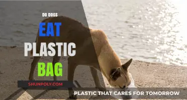 Why Dogs Eat Plastic Bags: Risks, Prevention, and Safe Alternatives