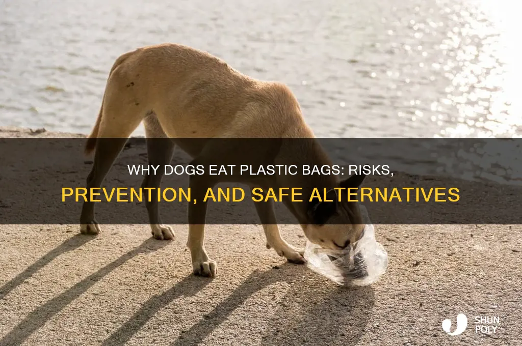 do dogs eat plastic bag