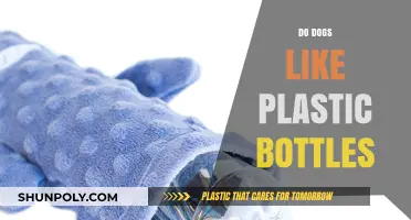 Why Dogs Love Plastic Bottles: Exploring Their Fascination and Safety Tips