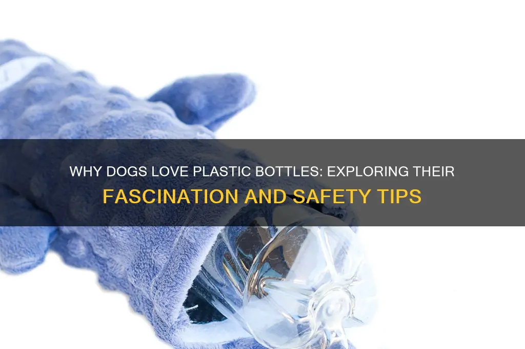 do dogs like plastic bottles