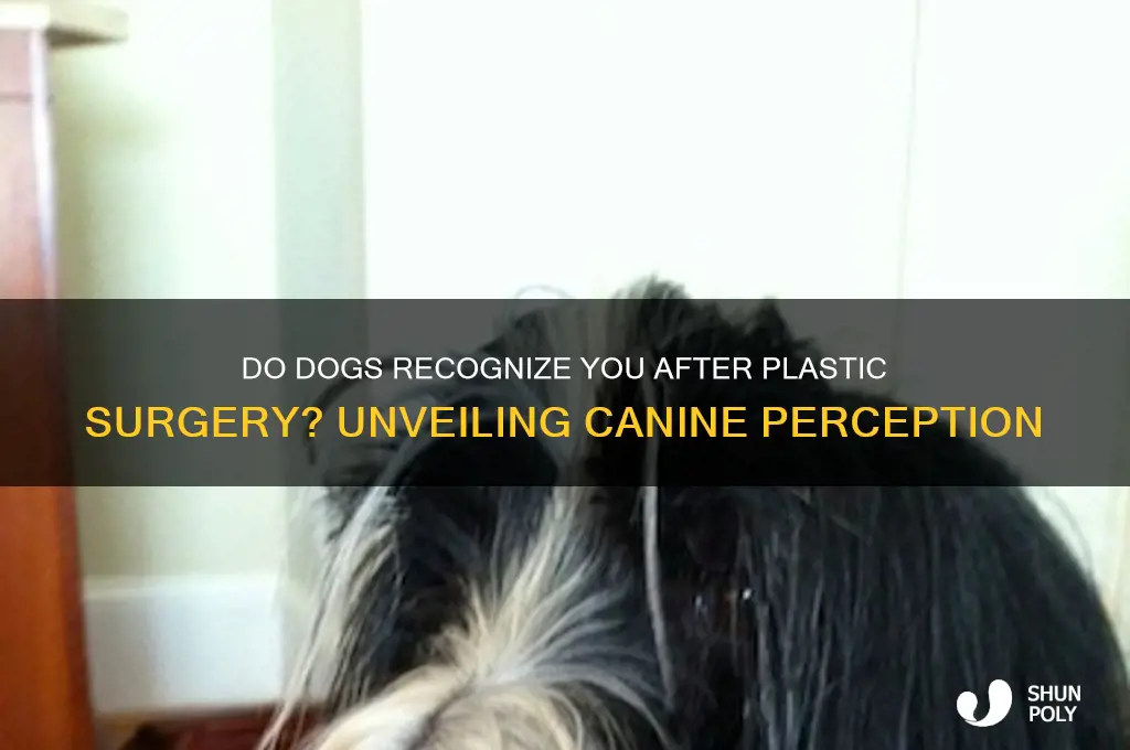 do dogs recognize you after plastic surgery