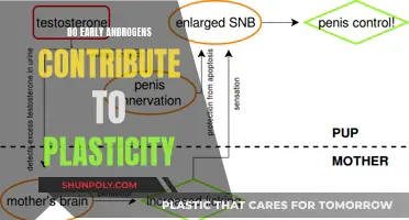 Androgen's Role in Brain Plasticity: An Early Start?