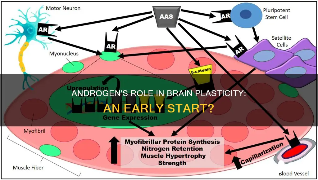 do early androgens contribute to plasticity