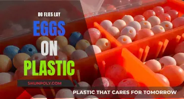 The Truth About Flies Laying Eggs on Plastic