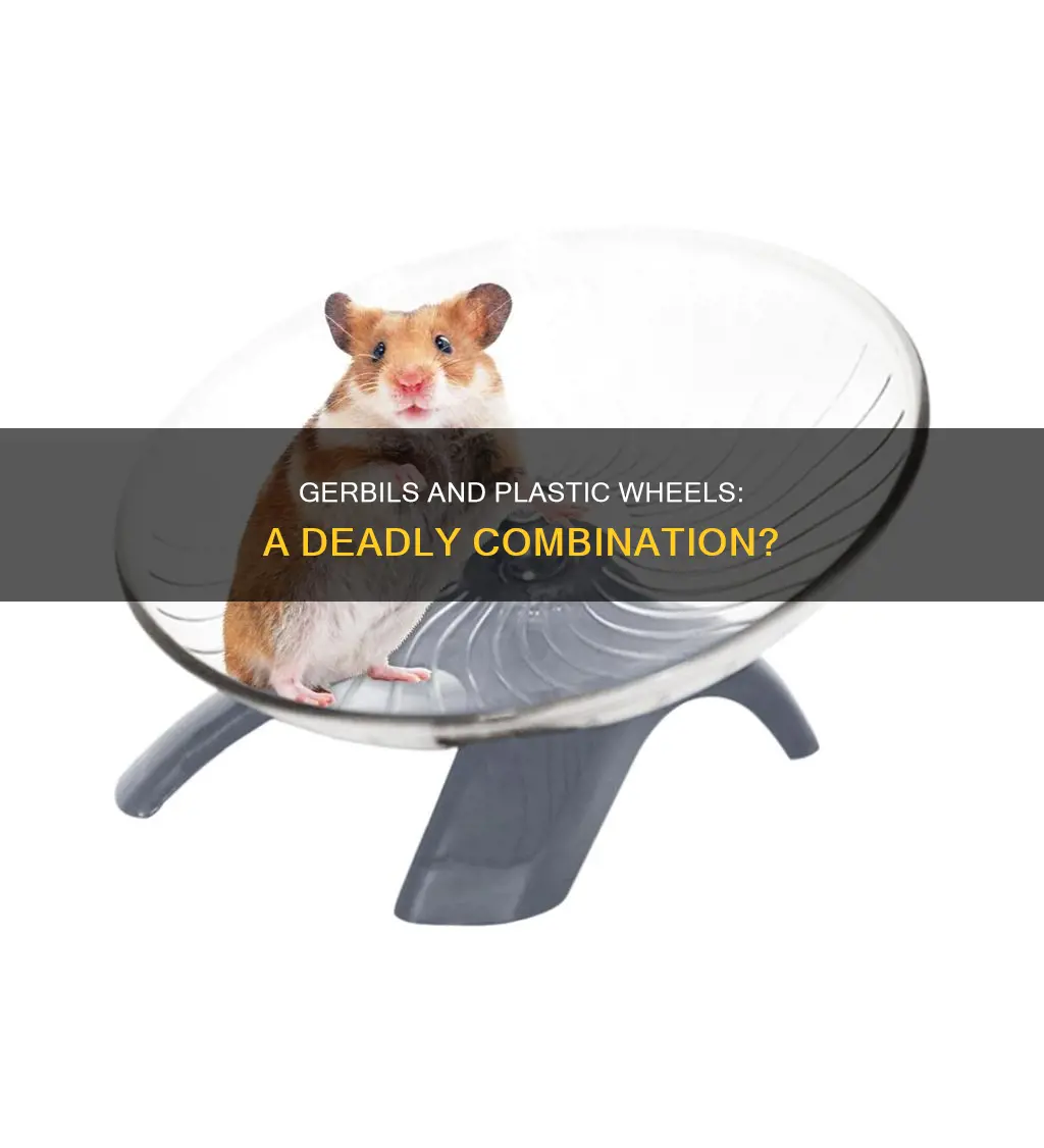 do gerbils die from plastic wheels