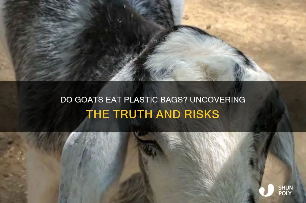 do goats eat plastic bag