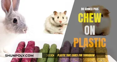 Guinea Pigs and Plastic: Safe or Harmful Chew Toys?