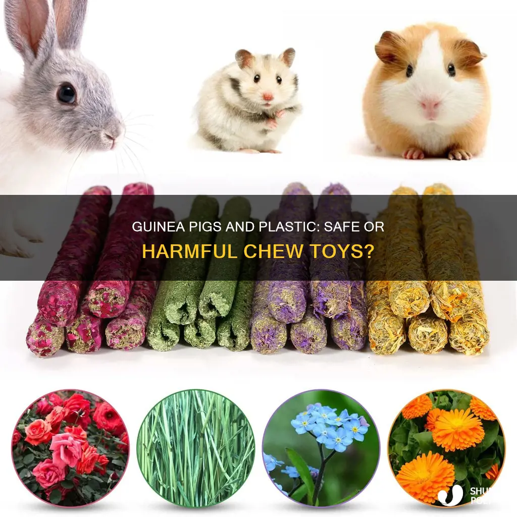 do guinea pigs chew on plastic