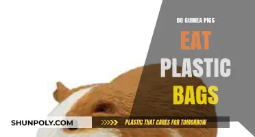 Guinea Pigs and Plastic Bags: Understanding the Risks and Prevention