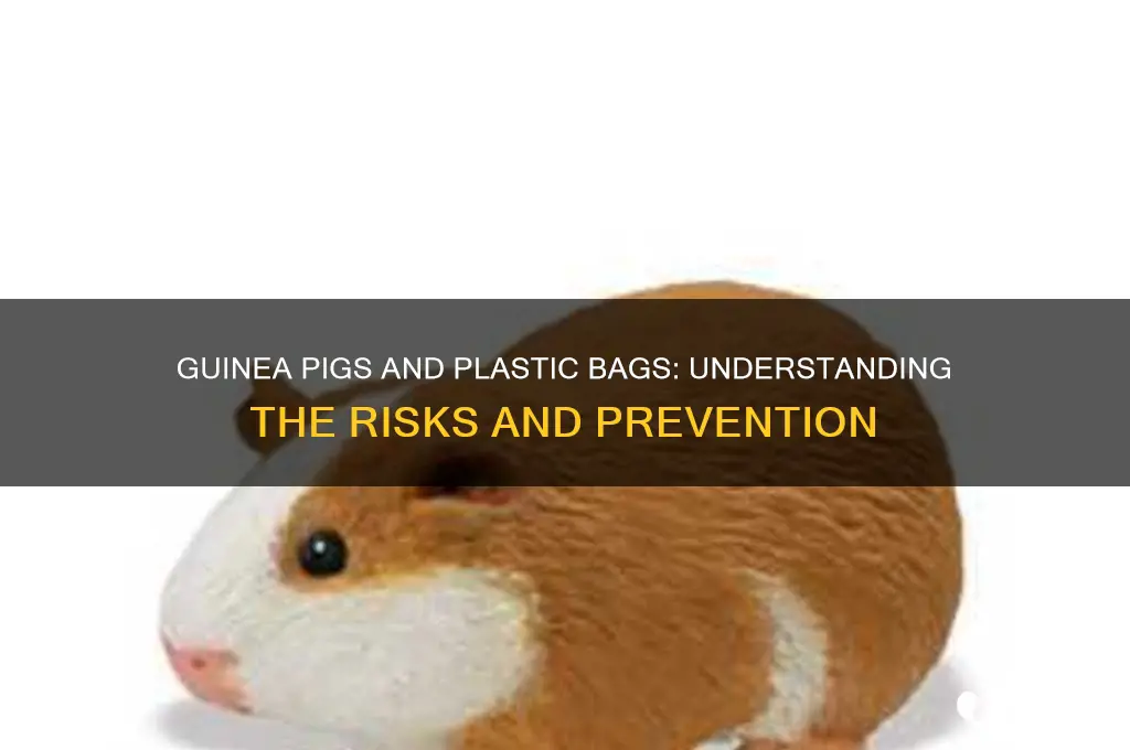 do guinea pigs eat plastic bags