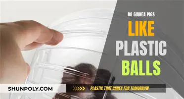 Guinea Pigs and Plastic Balls: A Fun Combination?