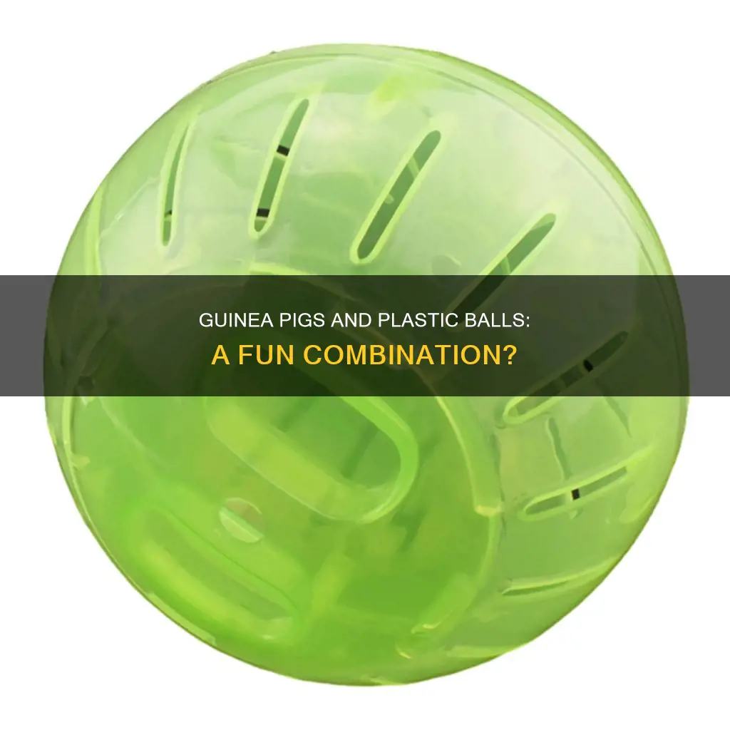 do guinea pigs like plastic balls