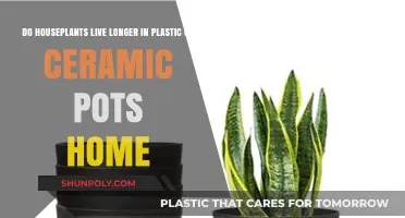 Plastic vs. Ceramic Pots: Which Offers a Longer Lifespan for Houseplants?