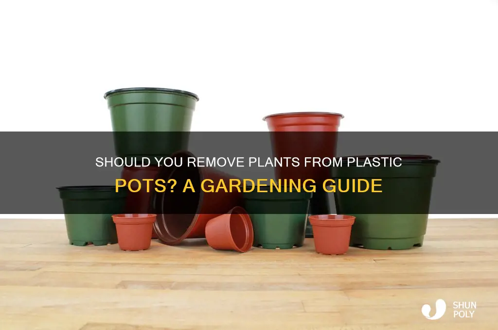 do i need to remove plant from plastic pot
