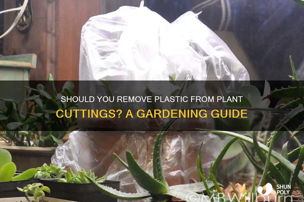 do i need to remove plastic at base of cuttings