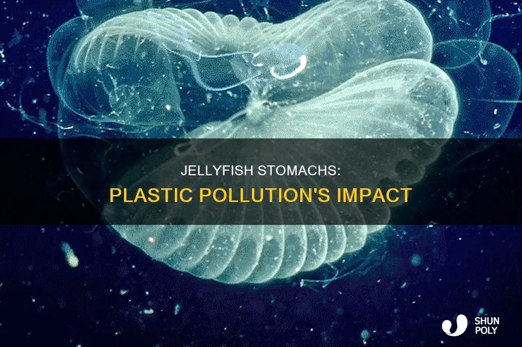 do jellyfish have plastic in their stomachs