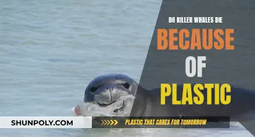 Plastic Pollution: A Deadly Threat to Killer Whales