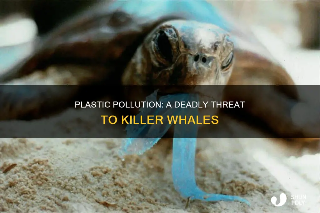 do killer whales die because of plastic