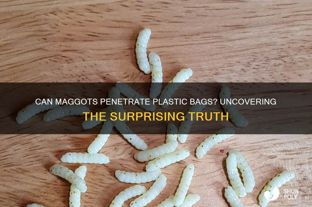 do maggots eat through plastic bags