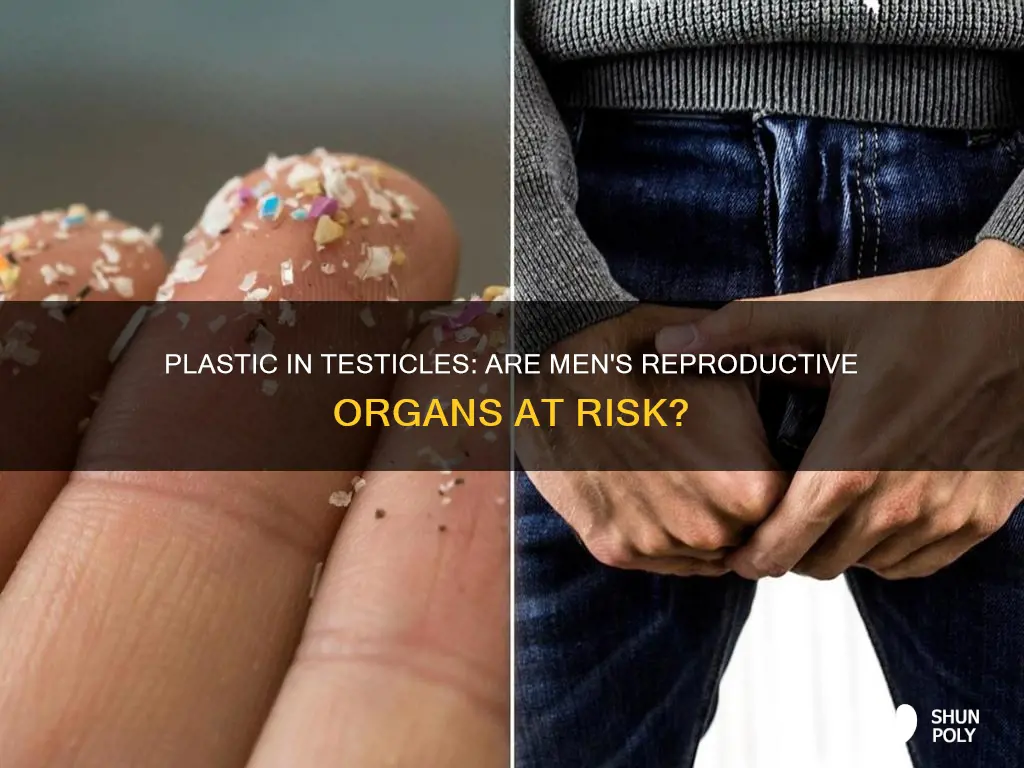 do men have plastic in their testicles