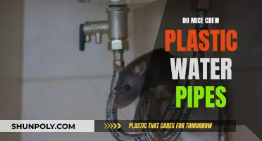 Mice and Plastic Pipes: What You Need to Know
