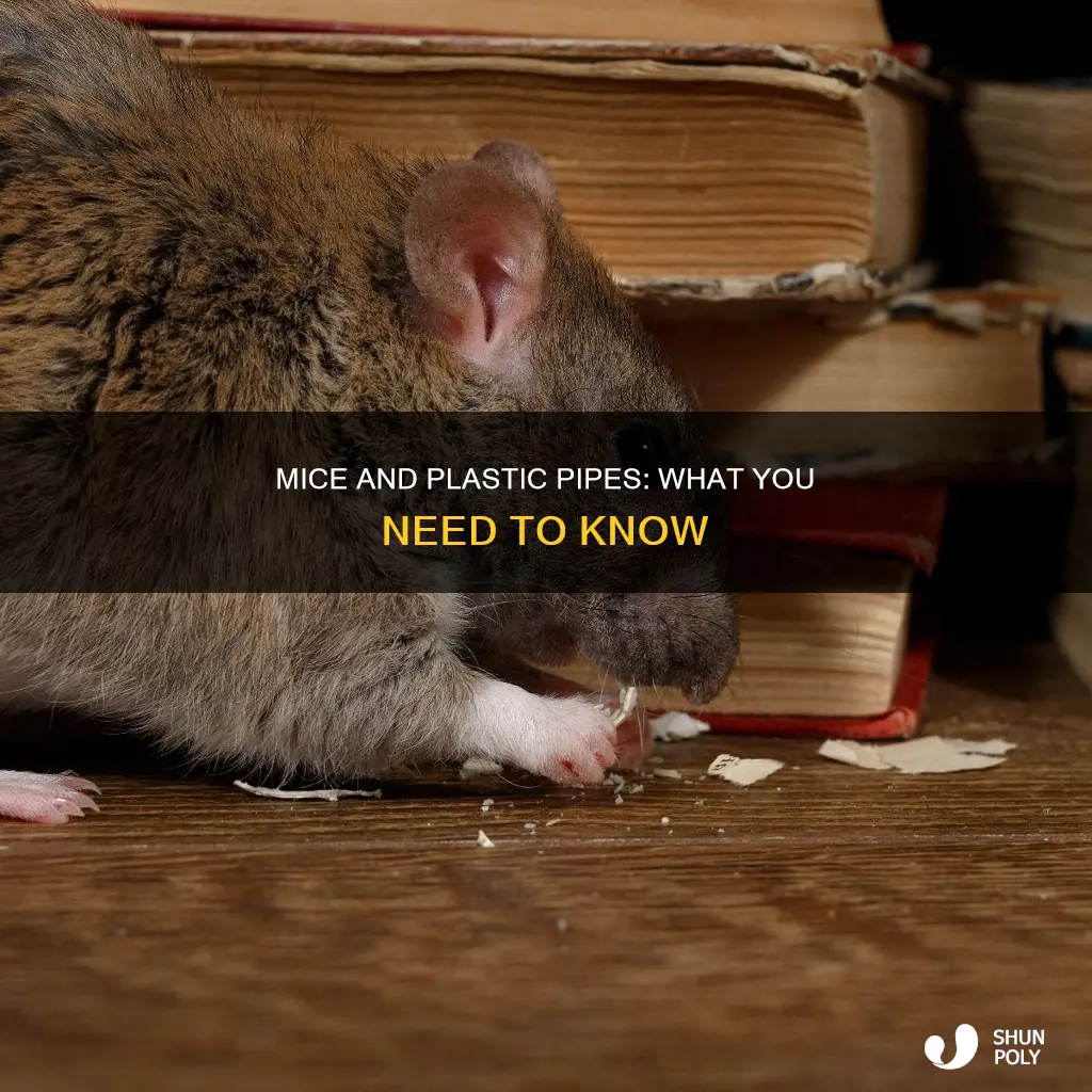do mice chew plastic water pipes