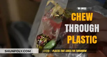 Can Mice Chew Through Plastic? Facts and Myths Debunked