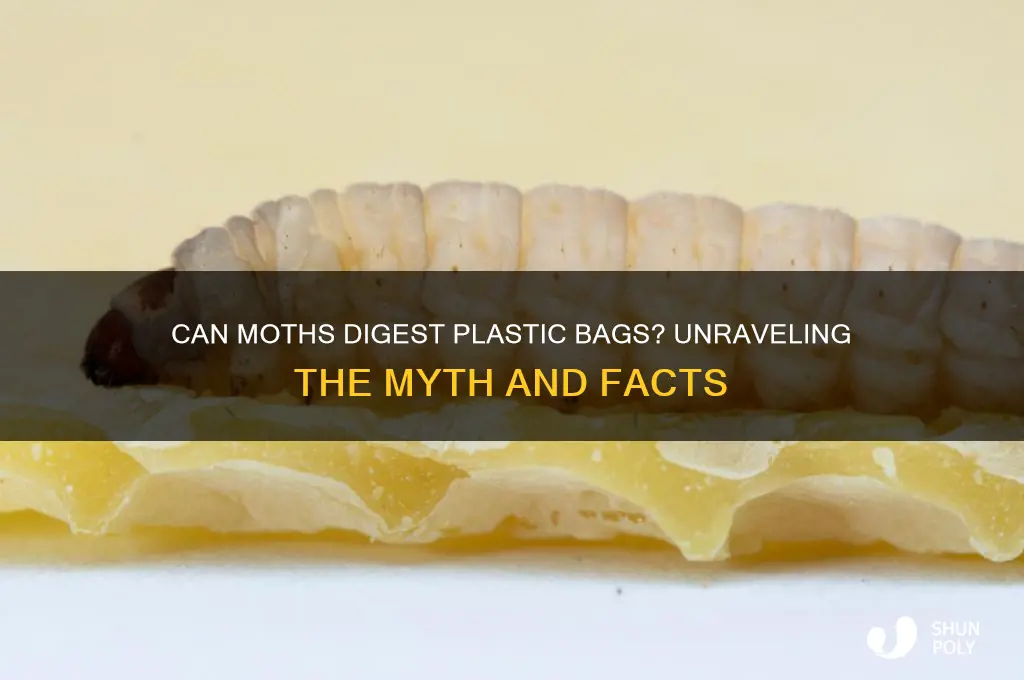 do moths eat plastic bags