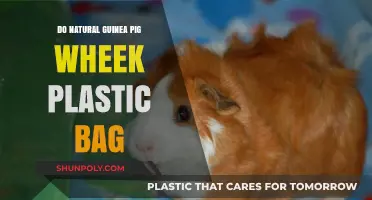 Do Guinea Pigs Wheek for Plastic Bags? Natural Curiosity Explained