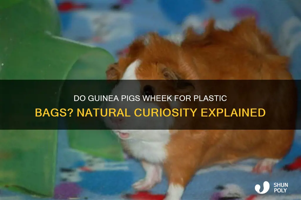 do natural guinea pig wheek plastic bag